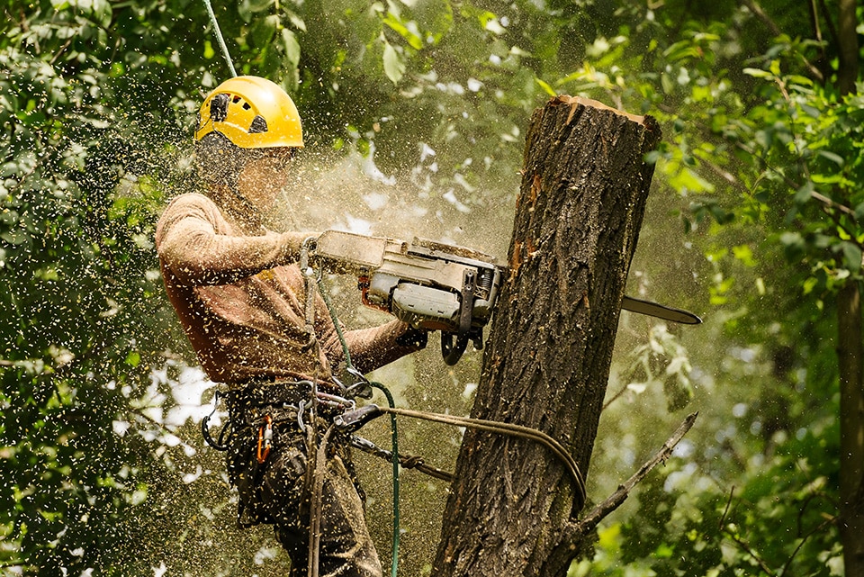 Arborist worker